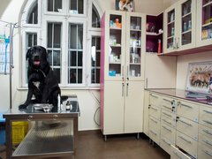 Vetsana DR. Nicolae - Cabinet veterinar